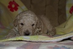 Picture of Australian Labradoodle