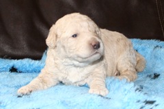 Picture of Australian Labradoodle