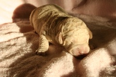 Picture of Australian Labradoodle