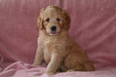 Picture of Australian Labradoodle