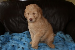 Picture of Australian Labradoodle