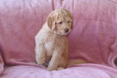 Picture of Australian Labradoodle