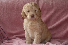 Picture of Australian Labradoodle