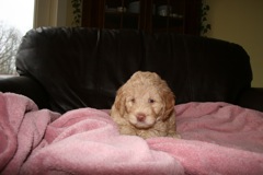Picture of Australian Labradoodle