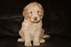 Picture of Australian Labradoodle