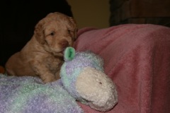 Picture of Australian Labradoodle