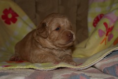 Picture of Australian Labradoodle