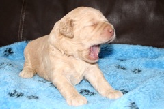 Picture of Australian Labradoodle