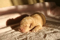 Picture of Australian Labradoodle