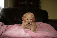 Picture of Australian Labradoodle