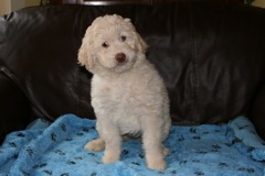 Picture of Australian Labradoodle