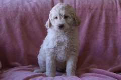 Picture of Australian Labradoodle