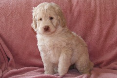 Picture of Australian Labradoodle
