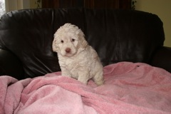 Picture of Australian Labradoodle