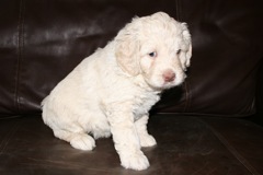 Picture of Australian Labradoodle