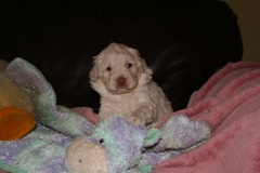 Picture of Australian Labradoodle