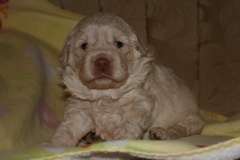 Picture of Australian Labradoodle