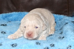 Picture of Australian Labradoodle