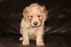 Picture of Australian Labradoodle