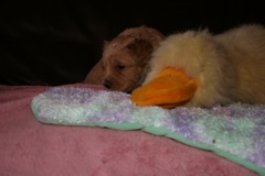 Picture of Australian Labradoodle