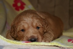 Picture of Australian Labradoodle