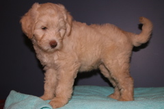Picture of Australian Labradoodle