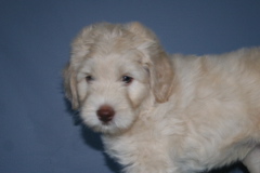 Picture of Australian Labradoodle