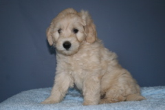 Picture of Australian Labradoodle