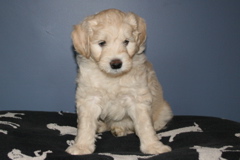 Picture of Australian Labradoodle