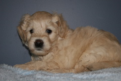 Picture of Australian Labradoodle
