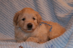 Picture of Australian Labradoodle