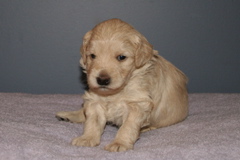 Picture of Australian Labradoodle