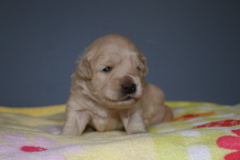 Picture of Australian Labradoodle
