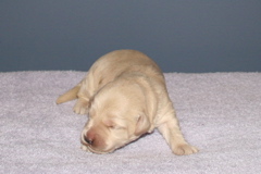 Picture of Australian Labradoodle