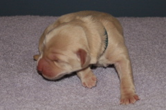 Picture of Australian Labradoodle
