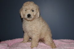 Picture of Australian Labradoodle