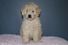 Picture of Australian Labradoodle