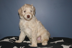 Picture of Australian Labradoodle