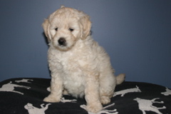 Picture of Australian Labradoodle