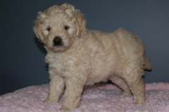 Picture of Australian Labradoodle
