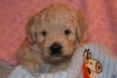 Picture of Australian Labradoodle
