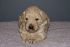 Picture of Australian Labradoodle