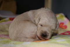 Picture of Australian Labradoodle