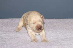 Picture of Australian Labradoodle