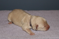 Picture of Australian Labradoodle