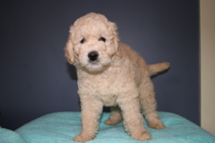 Picture of Australian Labradoodle