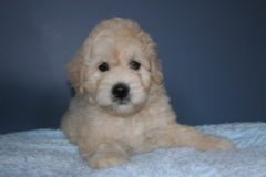 Picture of Australian Labradoodle