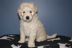 Picture of Australian Labradoodle