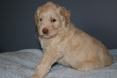 Picture of Australian Labradoodle