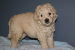 Picture of Australian Labradoodle